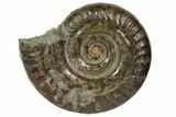 Fossil Pyritized Ammonite (Hildoceras)- England #119391-1